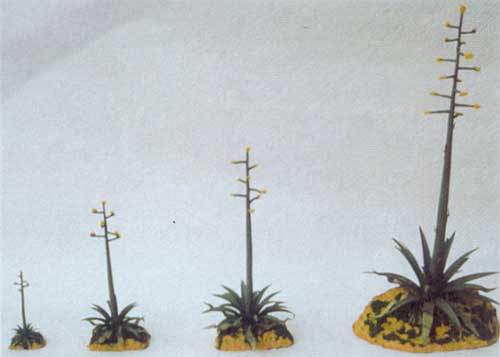 Agave in fiore Nr. 3 mm. 190