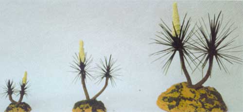 Yucas Nr. 2 mm. 130