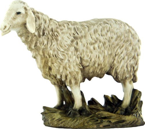Pecora testa alta