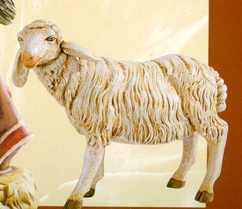 Pecora in piedi 