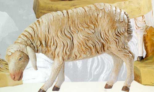 Pecora in piedi