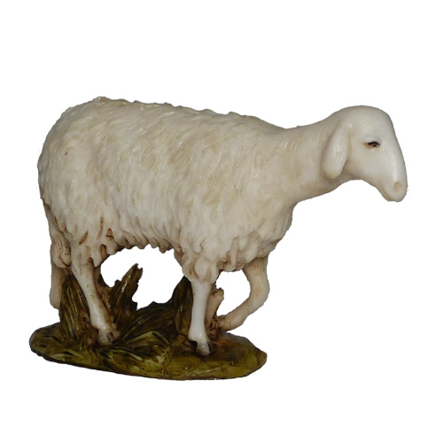 Pecora