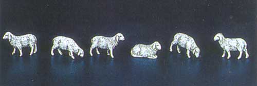 Pecore 6 soggetti