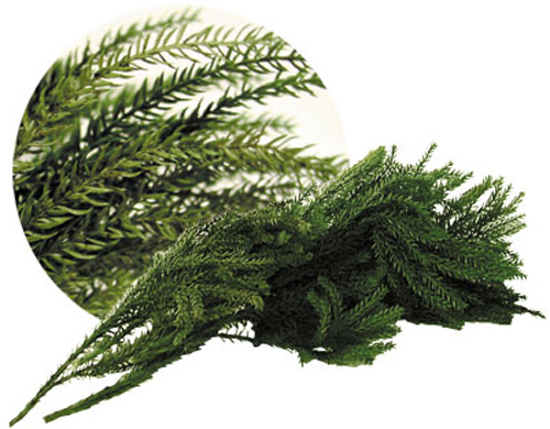 Lycopodium in busta gr. 25